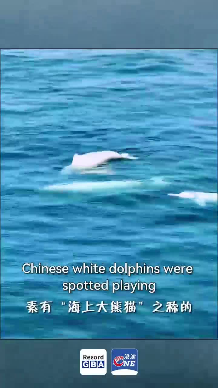【大美广东】Chinese white dolphins leap and play in the blue sea on spring day in Zhanjiang 湛江春日碧海 中华白海豚轻跃